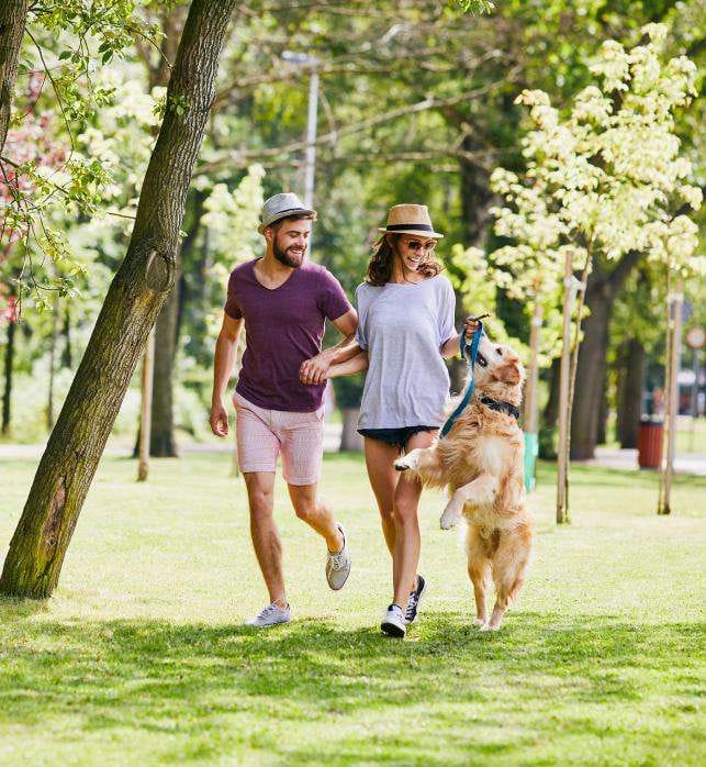 Couple walking in park with golden retriever, enjoying sunny day outdoors.